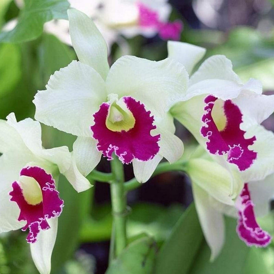 Cattleya Hybrida flower seeds