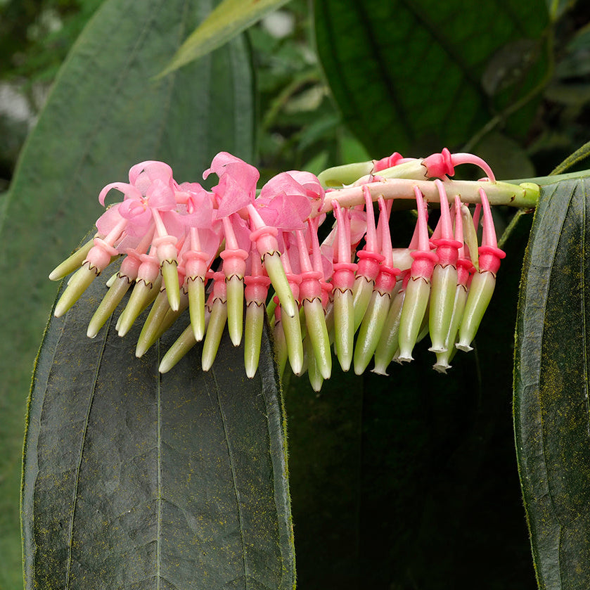 Cavendishia Grandifolia flower seeds