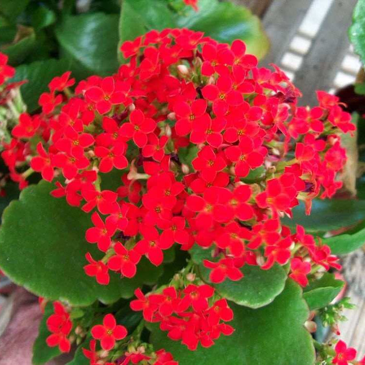 Blossfeldiana Kalanchoe plant