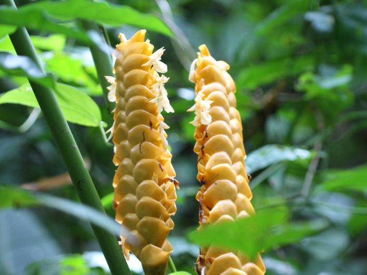 Yellow Calathea flower seeds
