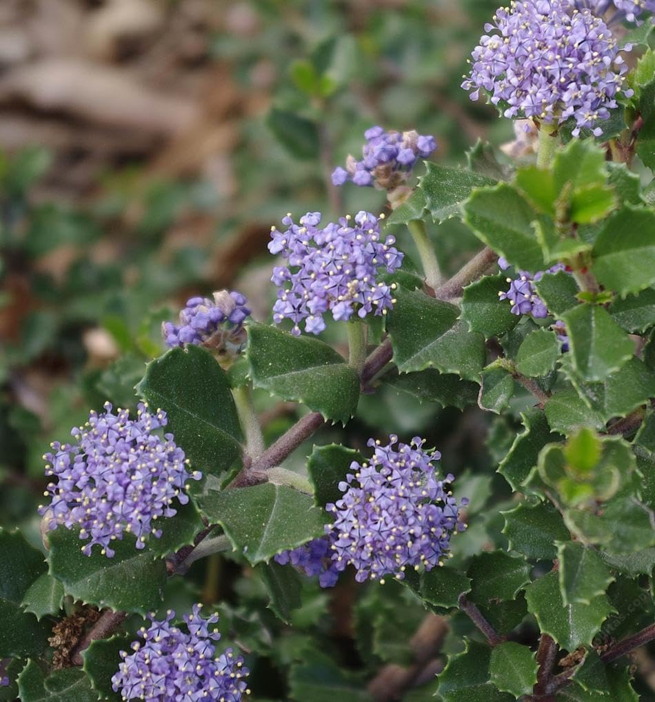 Ceanothus Prostratus flower seeds