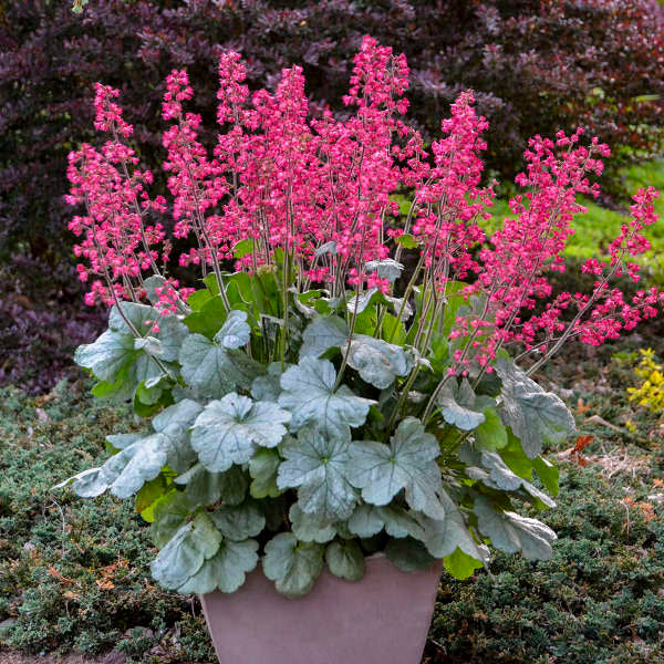 Heuchera Versatile flower seeds