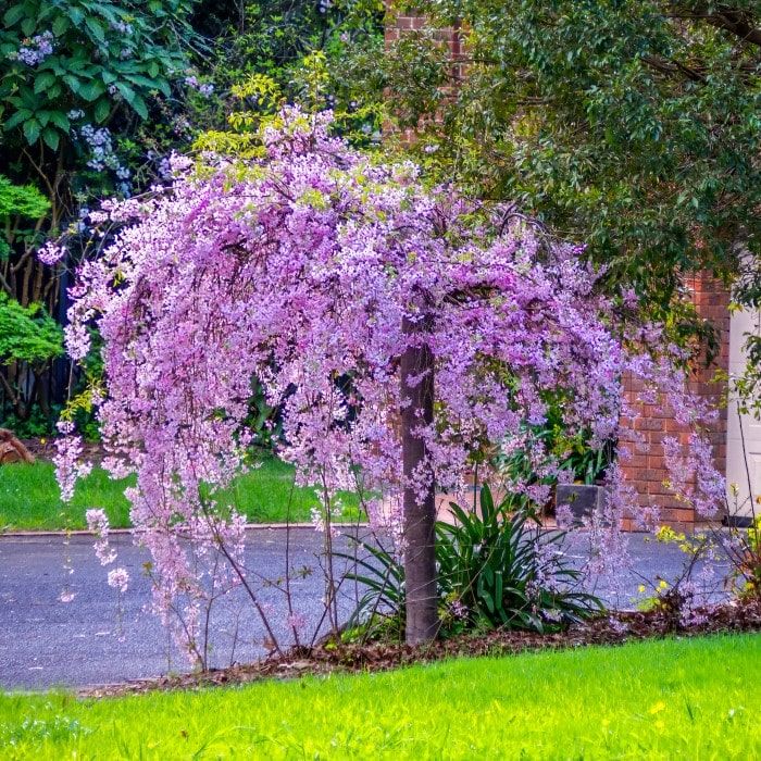 Kirschbaum flower seeds
