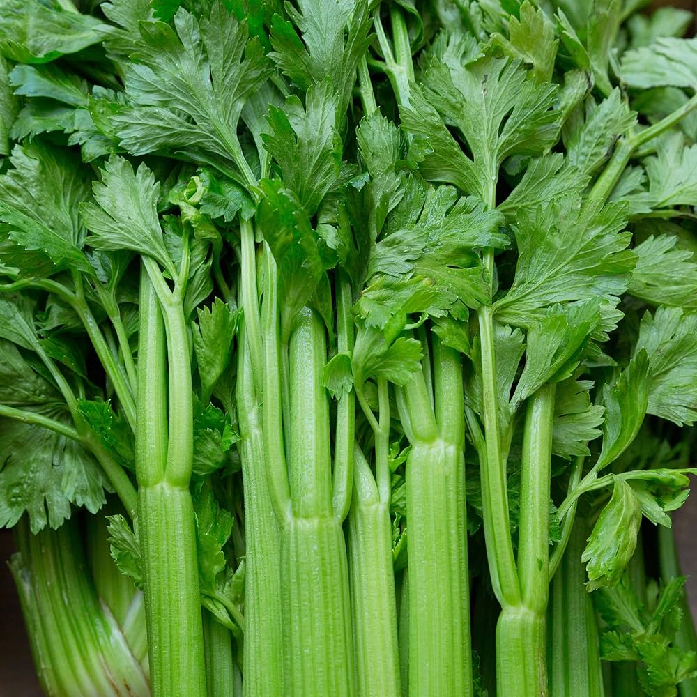 Celery Seeds