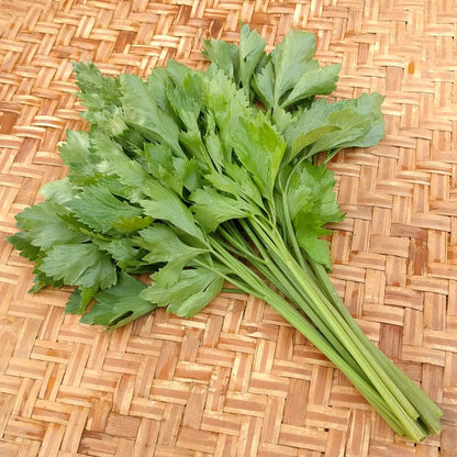 Celery seeds for planting with fresh green celery plants in a home vegetable garden