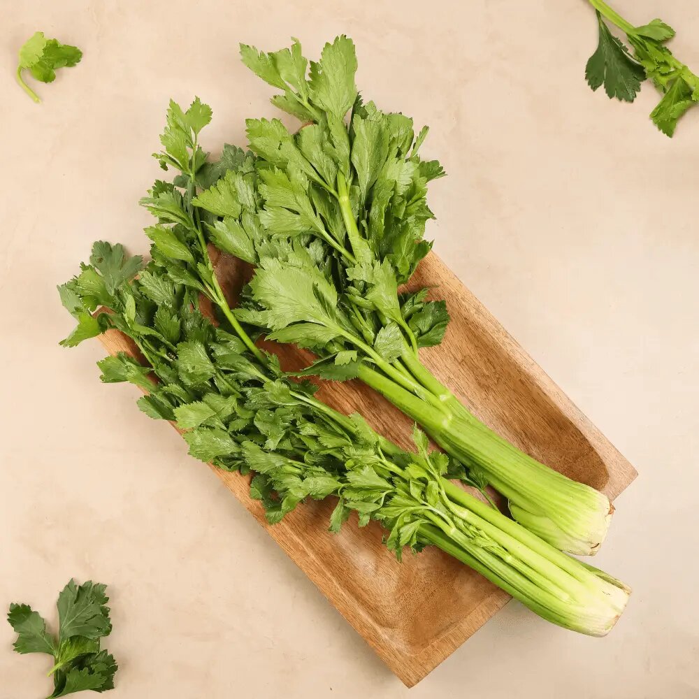 Celery seeds for planting with fresh green celery plants in a home vegetable garden
