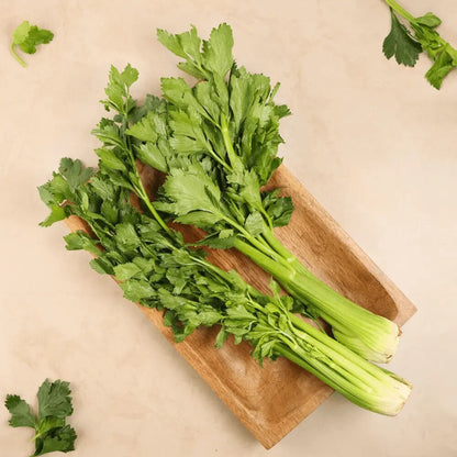 Celery seeds for planting with fresh green celery plants in a home vegetable garden