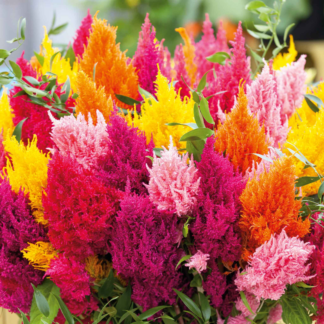 Pampas flower seeds