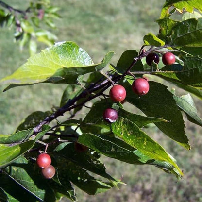 Celtis Laevigata Southern Hackberry Tree Seeds for Planting – Heirloom Non-GMO Garden Seeds