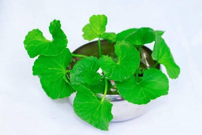 Centella Asiatica Herb Seeds for Planting – Heirloom Non-GMO Garden Seeds