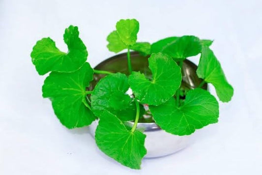 Graines d'herbe Centella Asiatica pour plantation – Graines de jardin ancestrales sans OGM