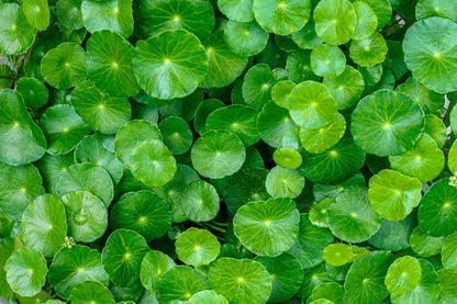 Gotu Kola Herb Seeds for Planting – Heirloom Non-GMO Garden Seeds