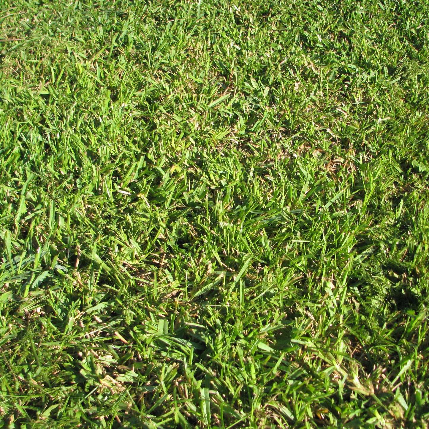 Centipede Grass seeds for planting and warm-season lawn