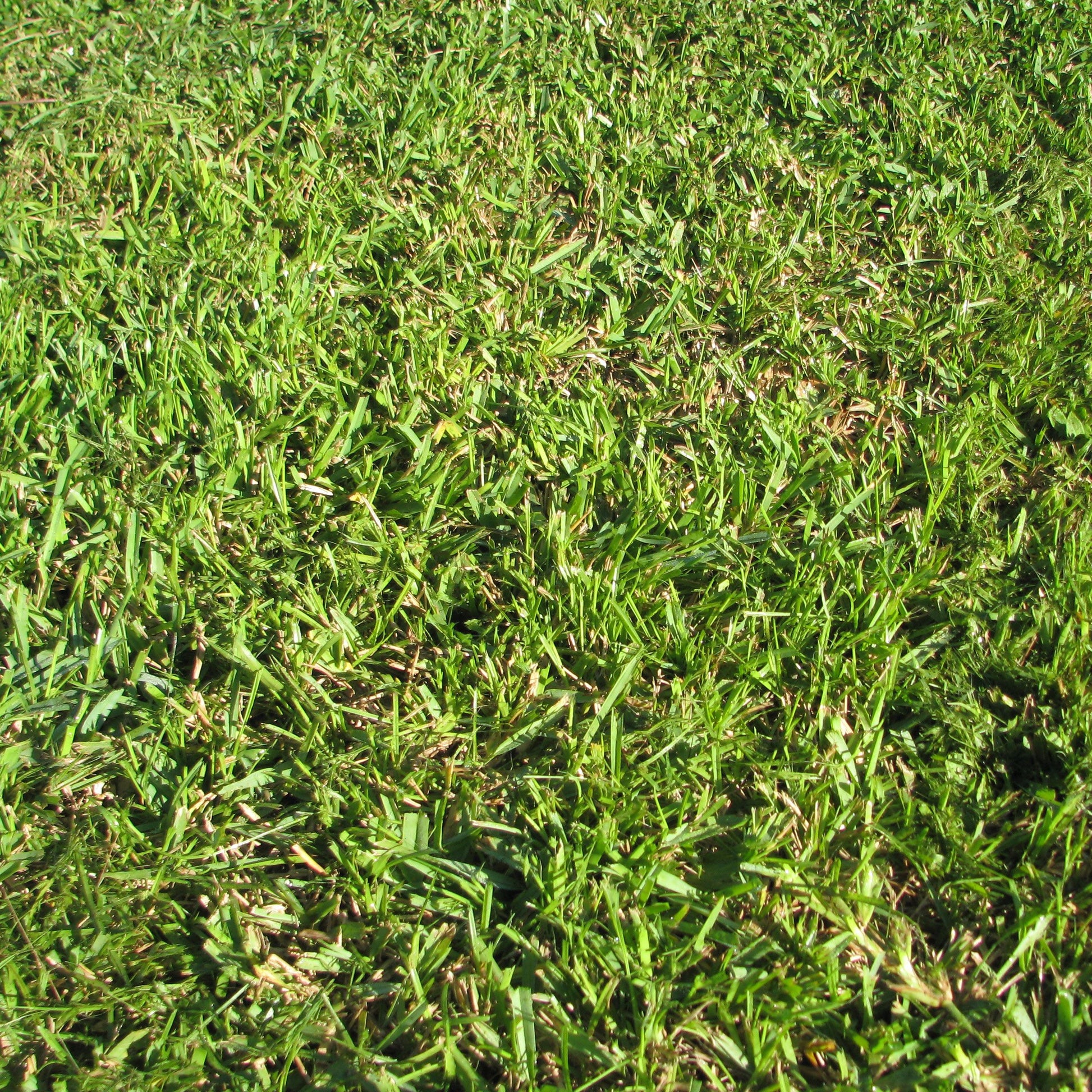 Centipede Grass seeds for planting and warm-season lawn