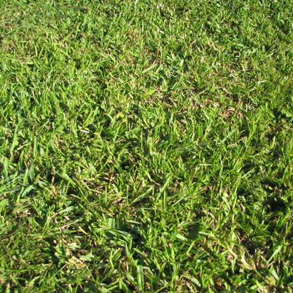 Centipede Grass seeds for planting and warm-season lawn