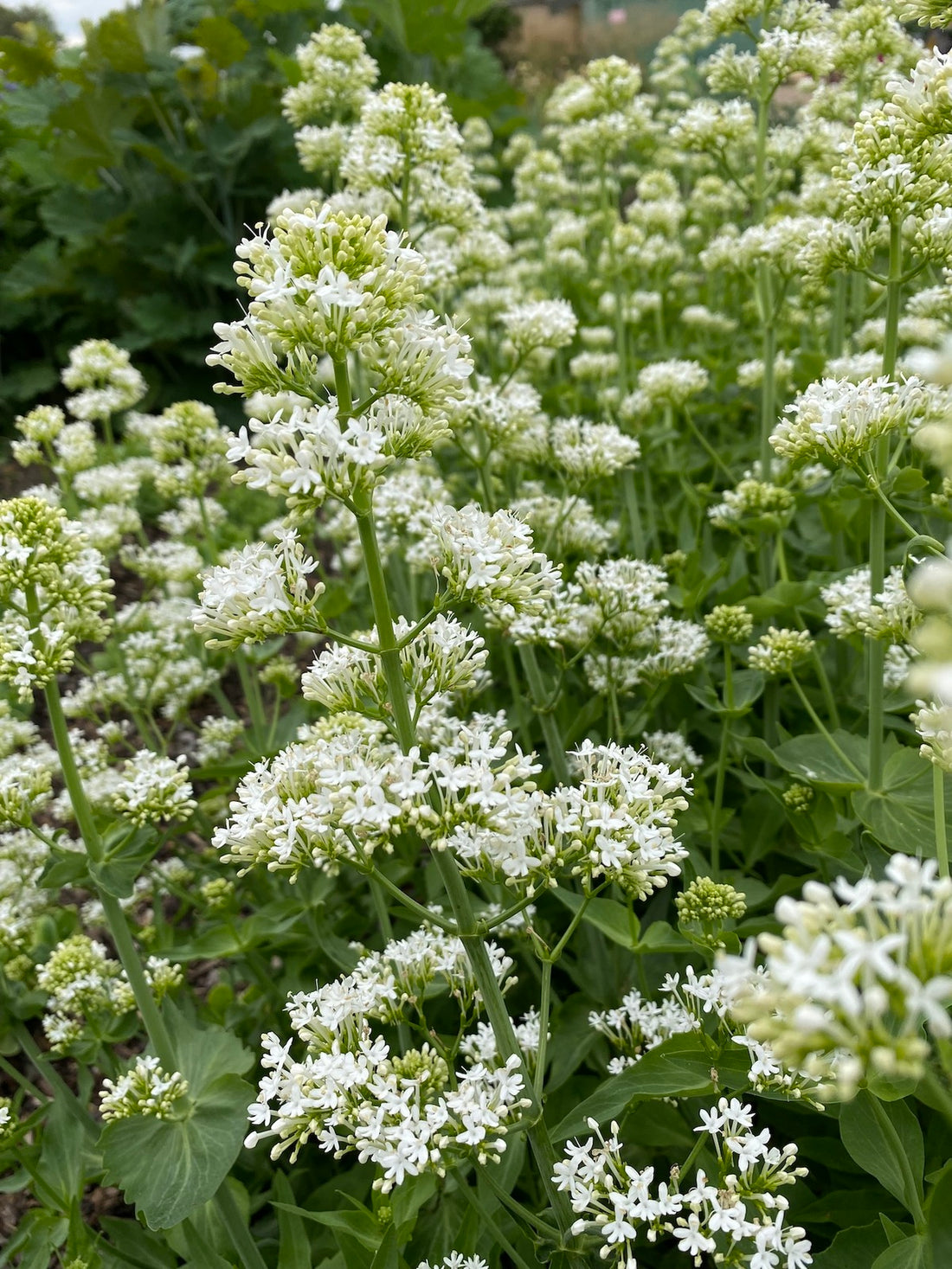 Centranthus Ruber flower seeds