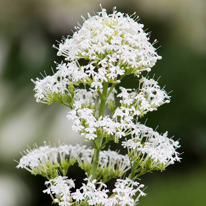 Centranthus Ruber flower seeds