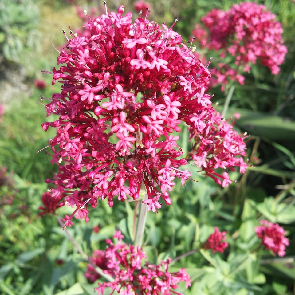 Jupiter'S Beard flower seeds