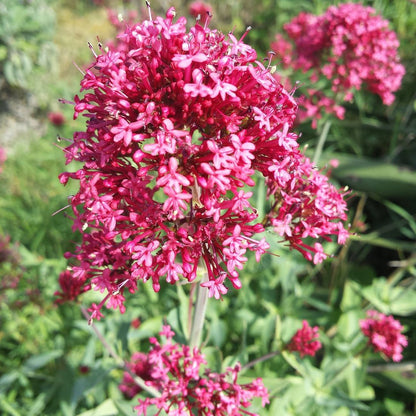 Jupiter'S Beard flower seeds