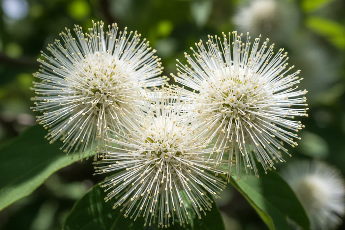 Knopf Bush flower seeds