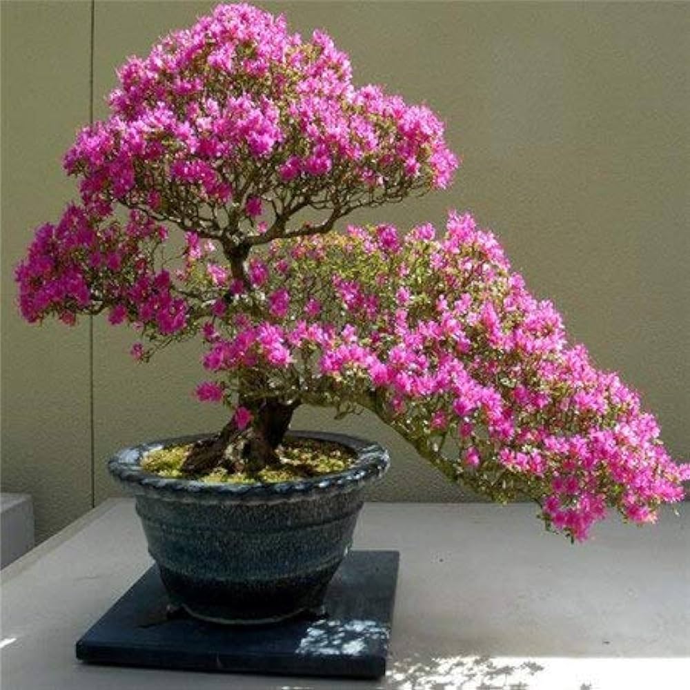 Pink Cerasus flower seeds