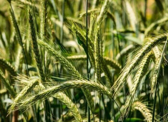 Cereal rye seeds for planting growing as a green winter cover crop in a garden field