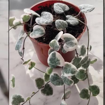 Ceropegia Plant in Hanging Basket Garden Display