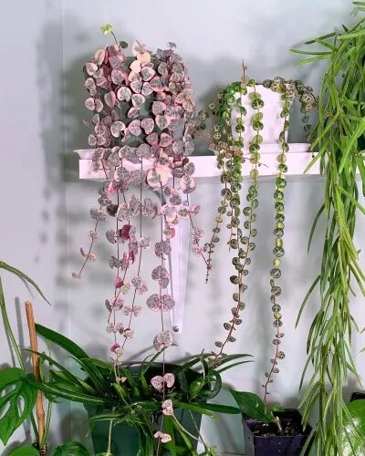 Pink String of Hearts plant with heart-shaped leaves and trailing ornamental stems