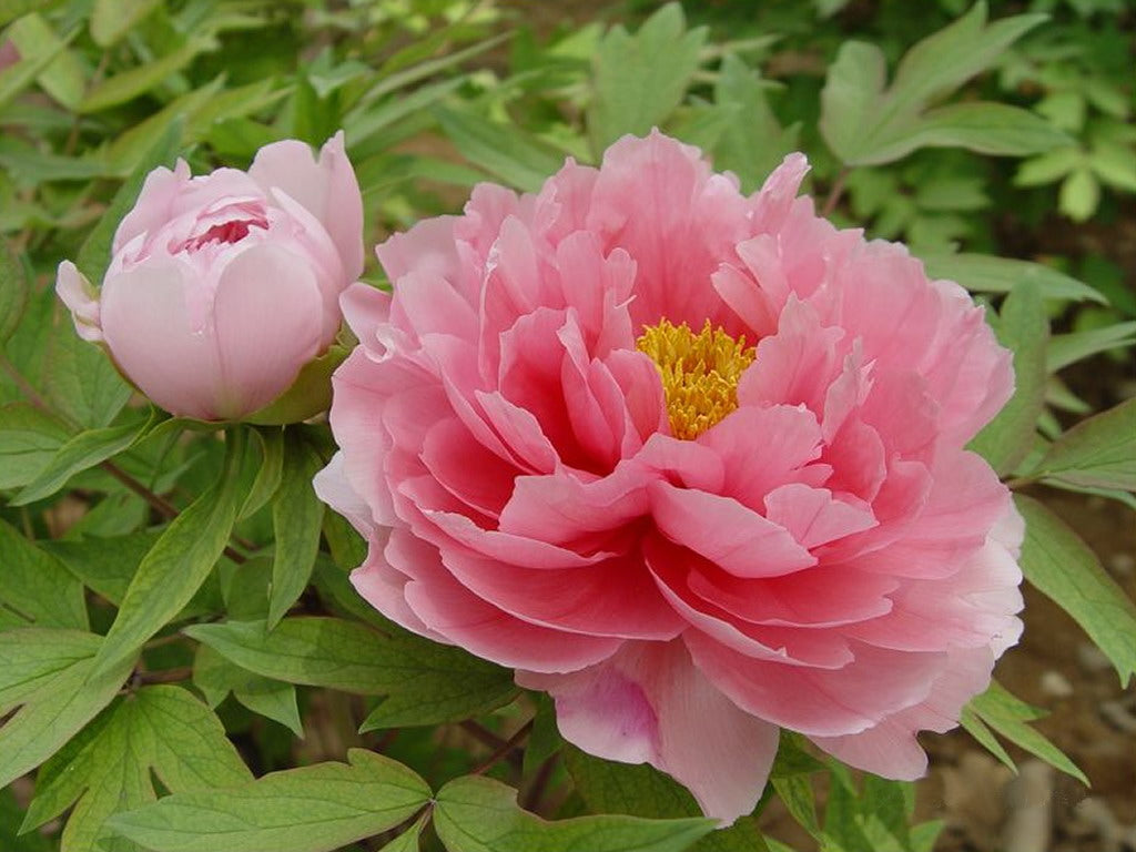 Suffruticosa flower seeds