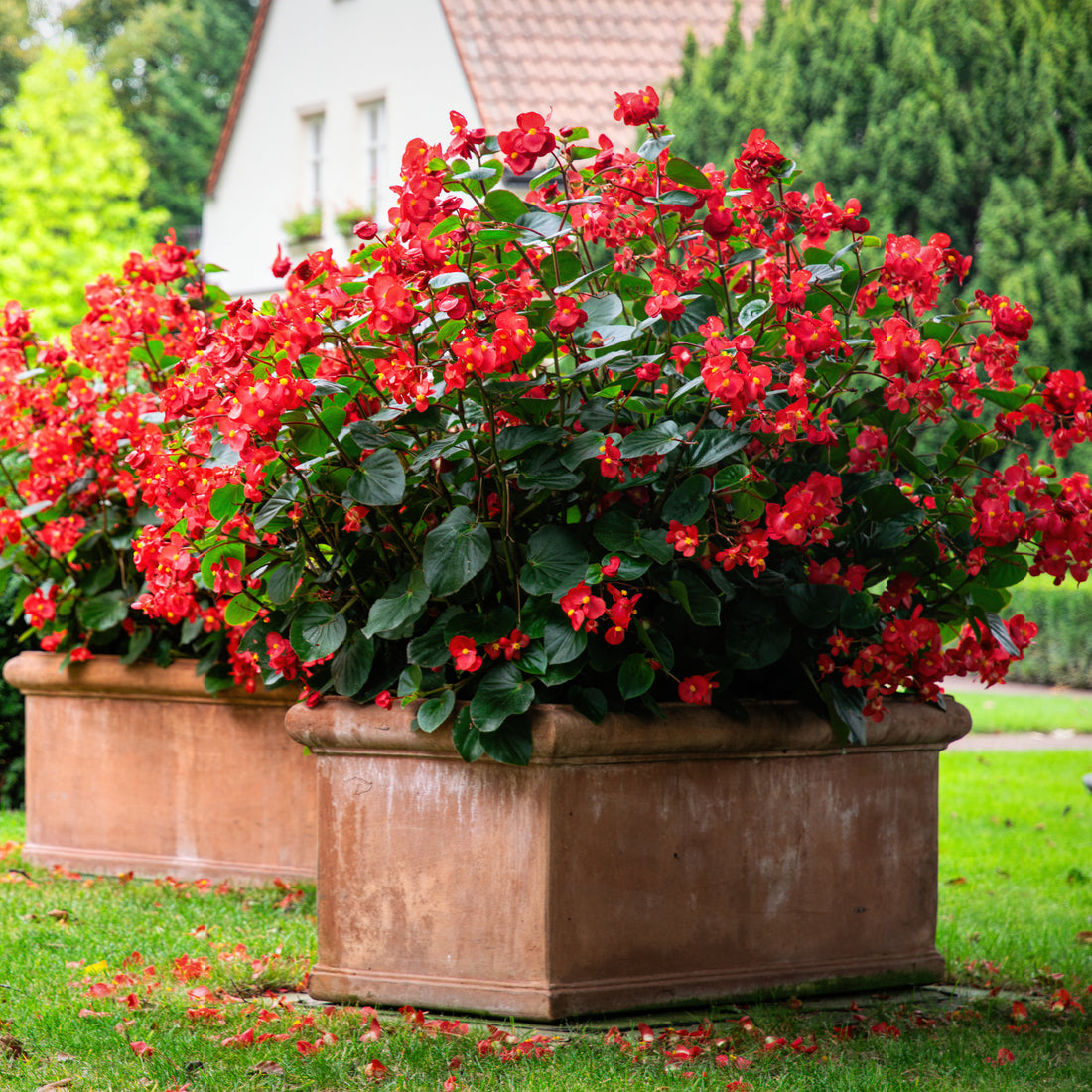 Begonia flower seeds