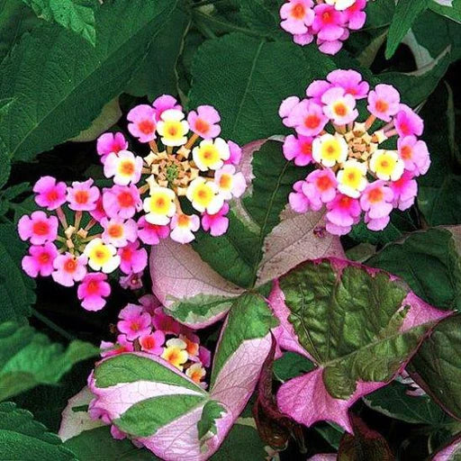 Lantana Camara flower seeds