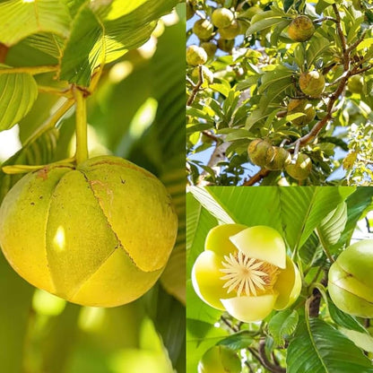 Chalta Elephant Apple (Dillenia indica) fruit tree with broad green leaves, large white flowers, and rounded yellowish-green fruits growing in a tropical garden.