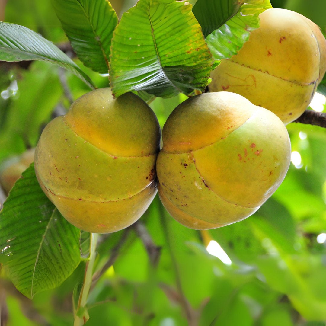 Chalta Elephant Apple (Dillenia indica) fruit tree with broad green leaves, large white flowers, and rounded yellowish-green fruits growing in a tropical garden.
