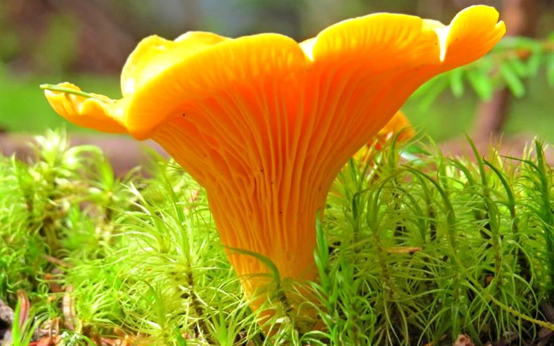 Chanterelle Mushroom Spores