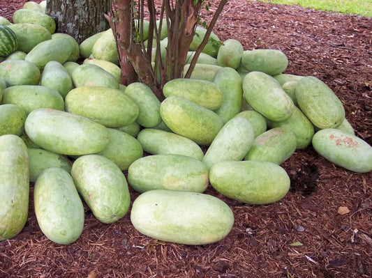 charleston gray watermelon seeds