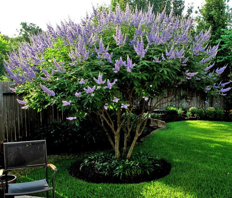 Chasteberry Tree flower seeds