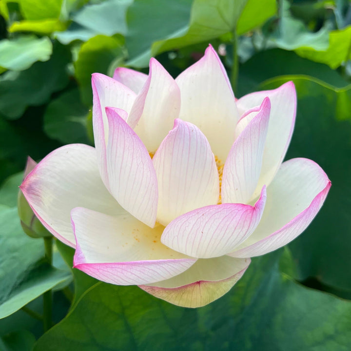 Chawan Basu lotus with ivory-white flowers edged in pink growing in a sunny aquatic garden