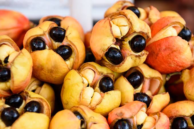 Cheese Ackee fruit tree with glossy green leaves and mature red fruit pods naturally opening to reveal cream-colored arils and shiny black seeds.