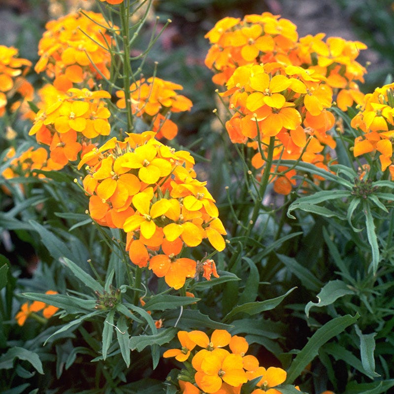 Orange Cheiranthus flower seeds