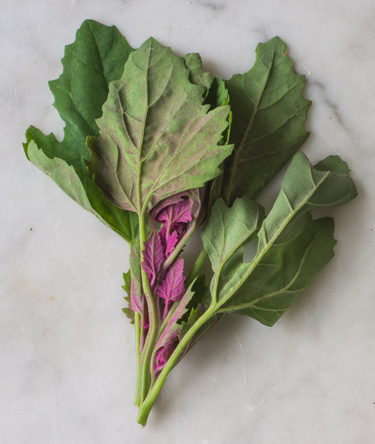 Lamb’s quarters vegetable plant with green edible leaves, soft powdery foliage, and upright stems growing in a home vegetable garden.