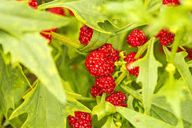 Strawberry Sticks Chenopodium foliosum Fruit Seeds for Planting – Heirloom Non-GMO Garden Seeds