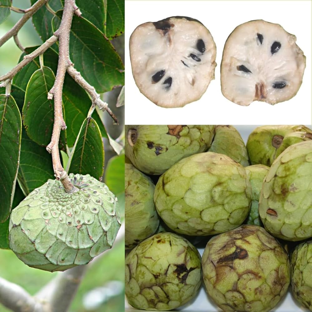 cherimoya seeds