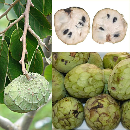 cherimoya seeds