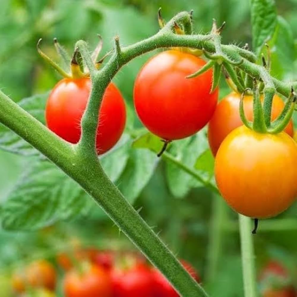 Cherry Tomato Seeds