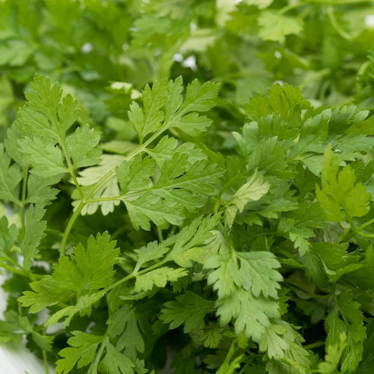 Graines de cerfeuil à planter – Graines de jardin ancestrales non OGM