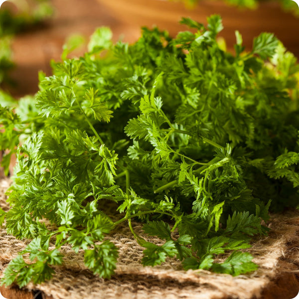 Curled Chervil Herb Seeds for Planting – Heirloom Non-GMO Garden Seeds