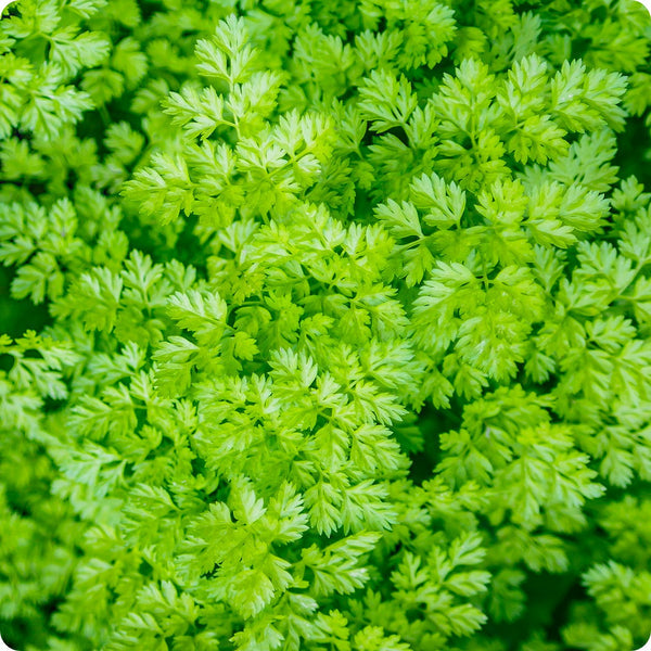 Vertissimo Chervil Herb Seeds for Planting – Heirloom Non-GMO Garden Seeds