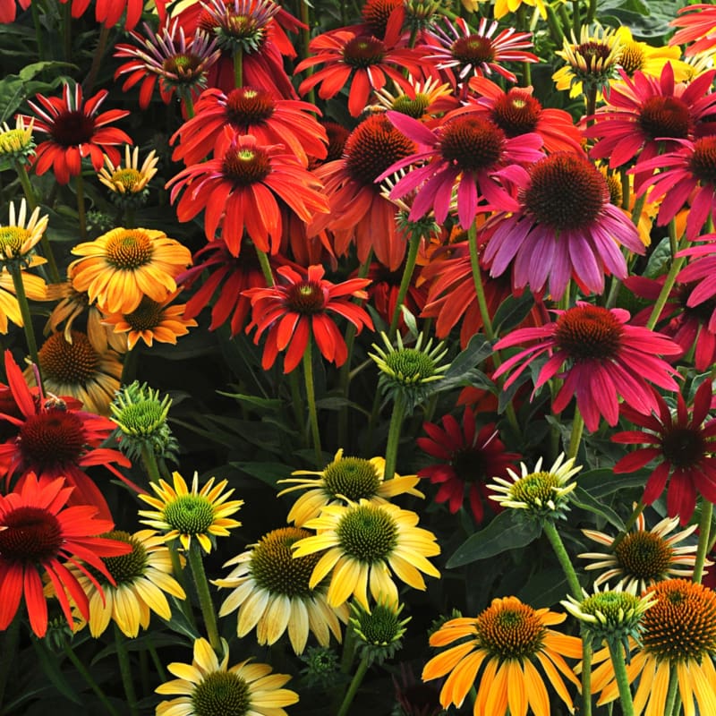 Cheyenne Spirit Coneflower plant