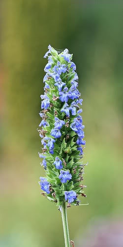 Chia Sage Herb Seeds for Planting – Heirloom Non-GMO Garden Seeds
