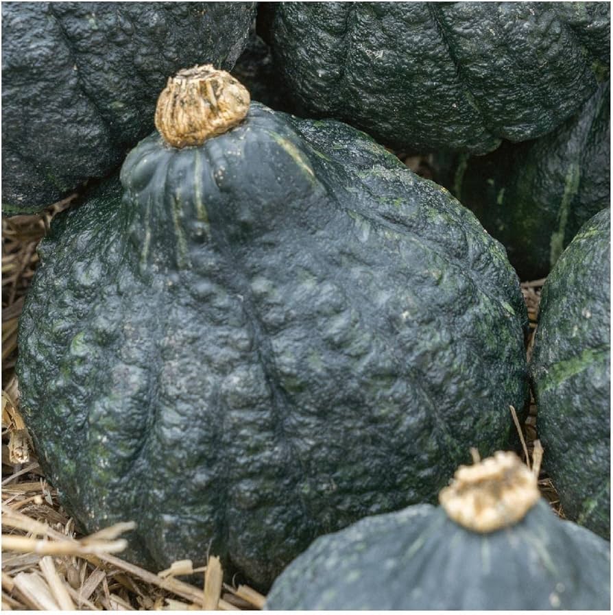 Chicago Warted Hubbard Squash Seeds